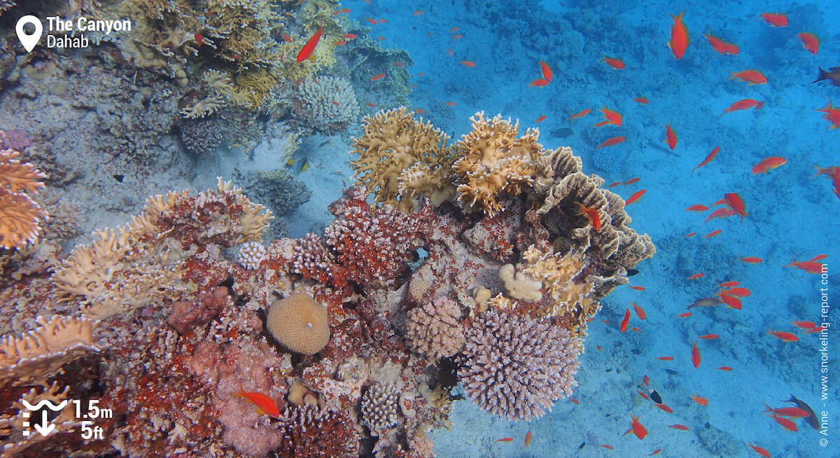 Coral bommie at Dahab's Canyon