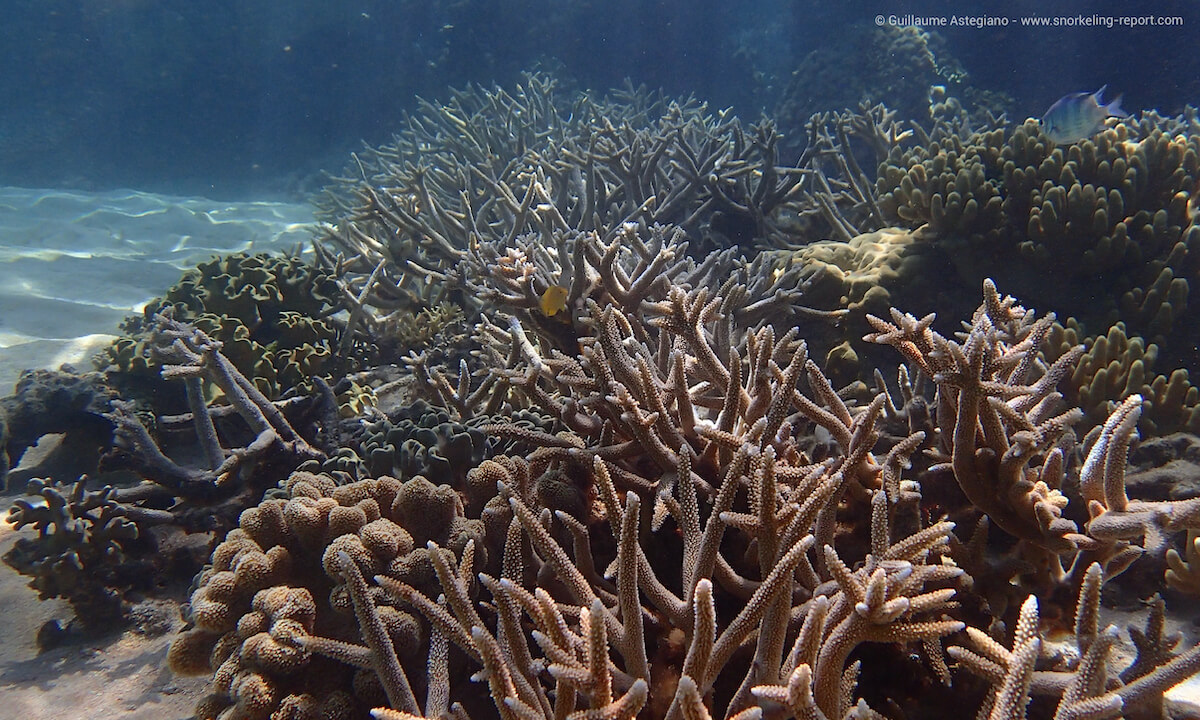 Coral reef at Norman Reef, Great Barrier