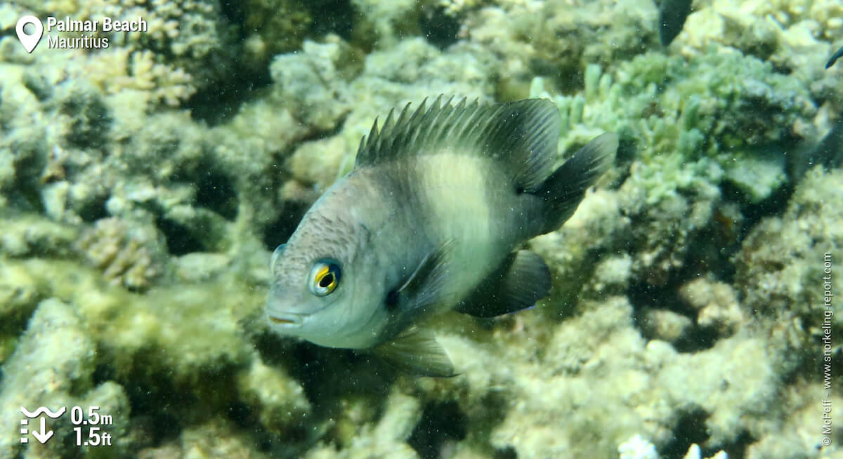 Snorkeling from shore in Palmar Beach | Snorkeling Mauritius