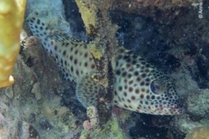 Epinephelus tauvina