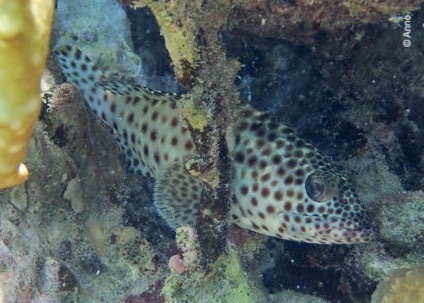 Epinephelus tauvina