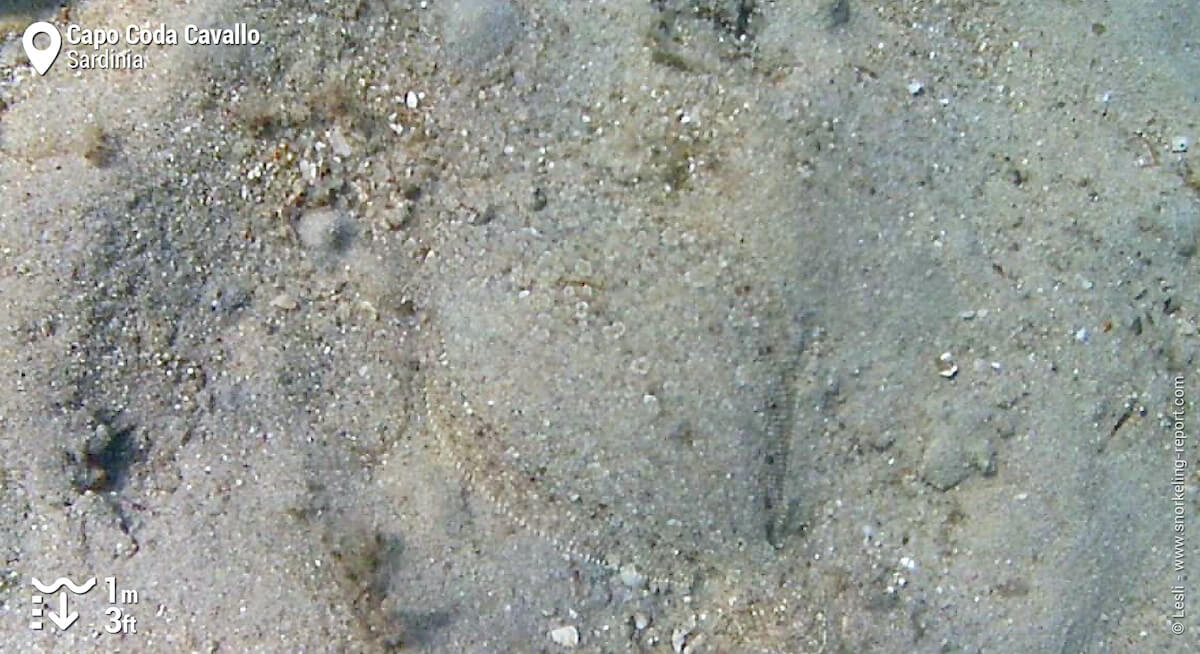 Flounder at Capo Coda Cavallo