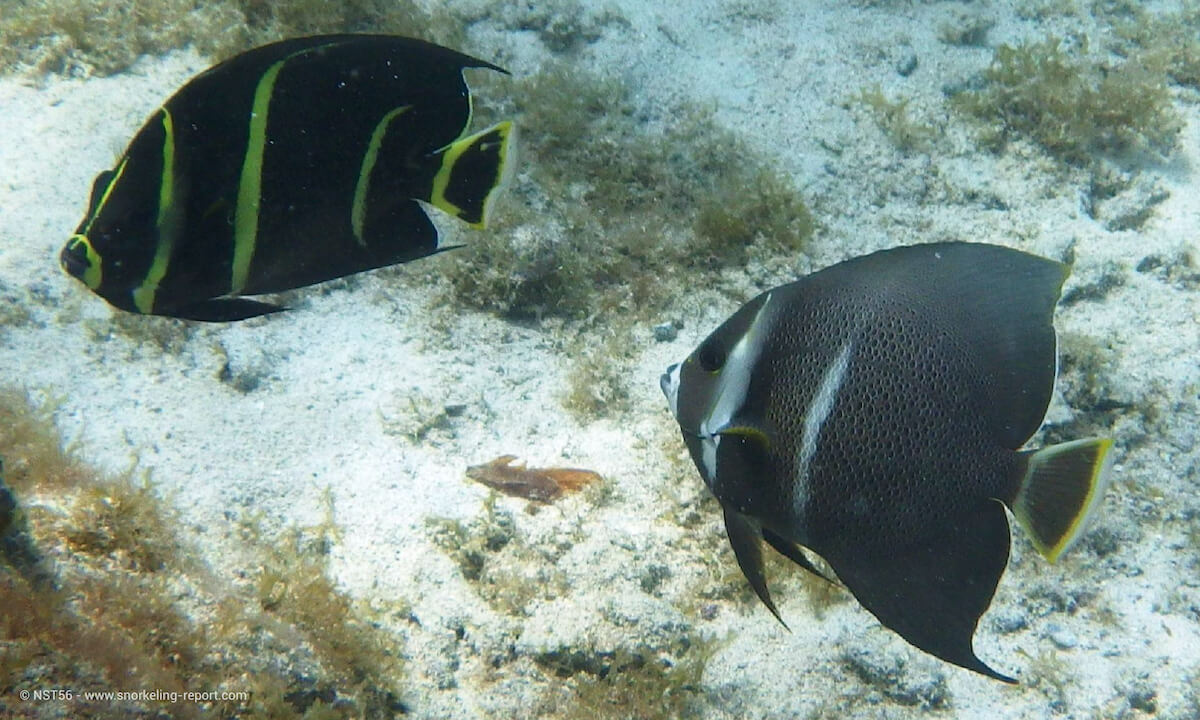 French and Gray angelfish in Caneel Bay