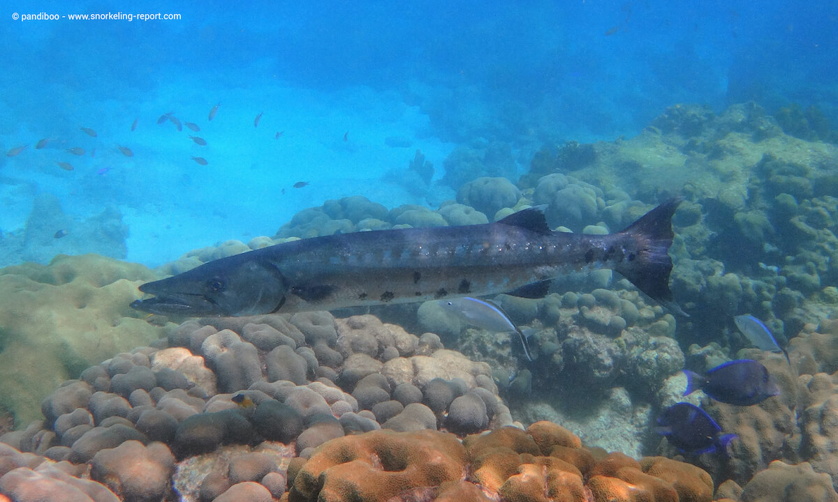 A great barracuda in Pigeon Islands, Guadeloupe