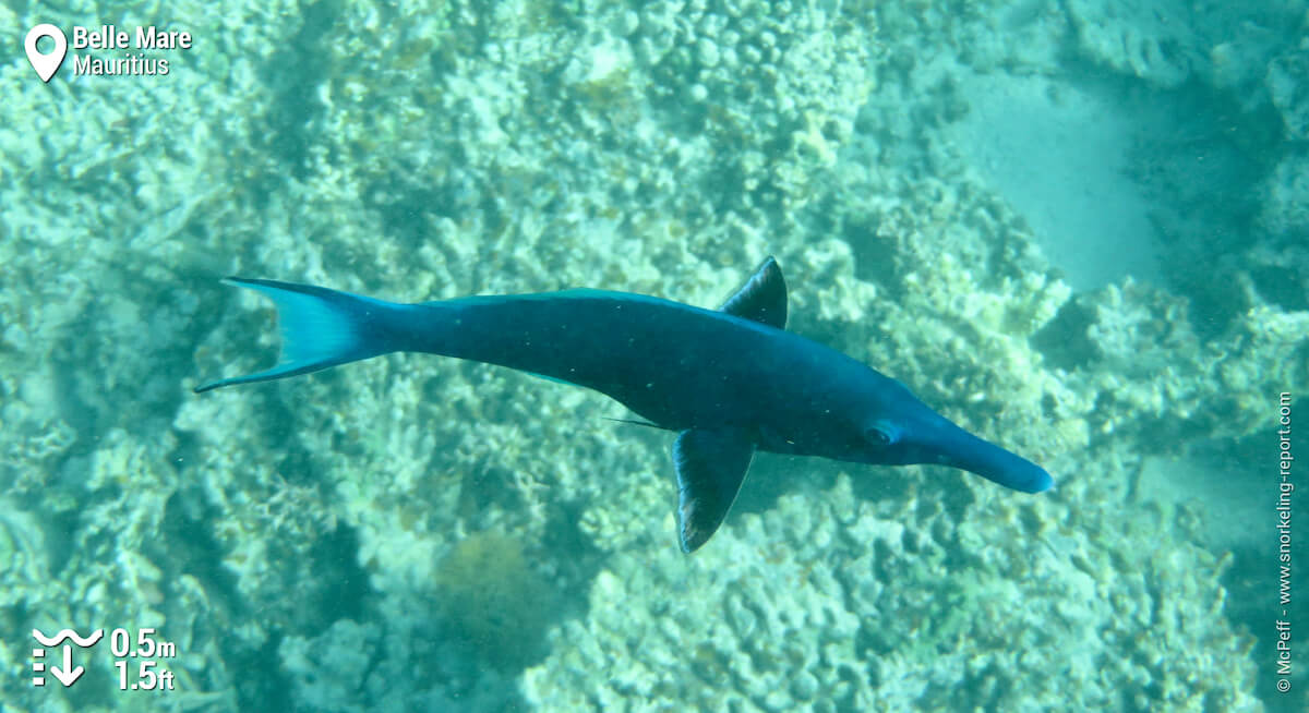 Green birdmouth wrasse