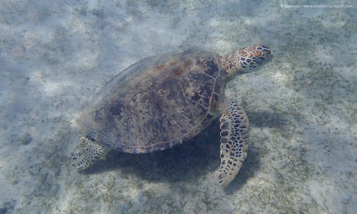 Green sea turtle in Pandan Island, Philippines