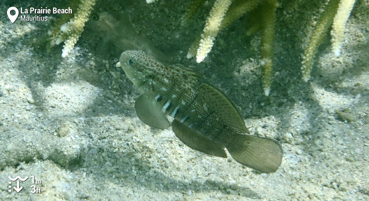 Halfbarred goby