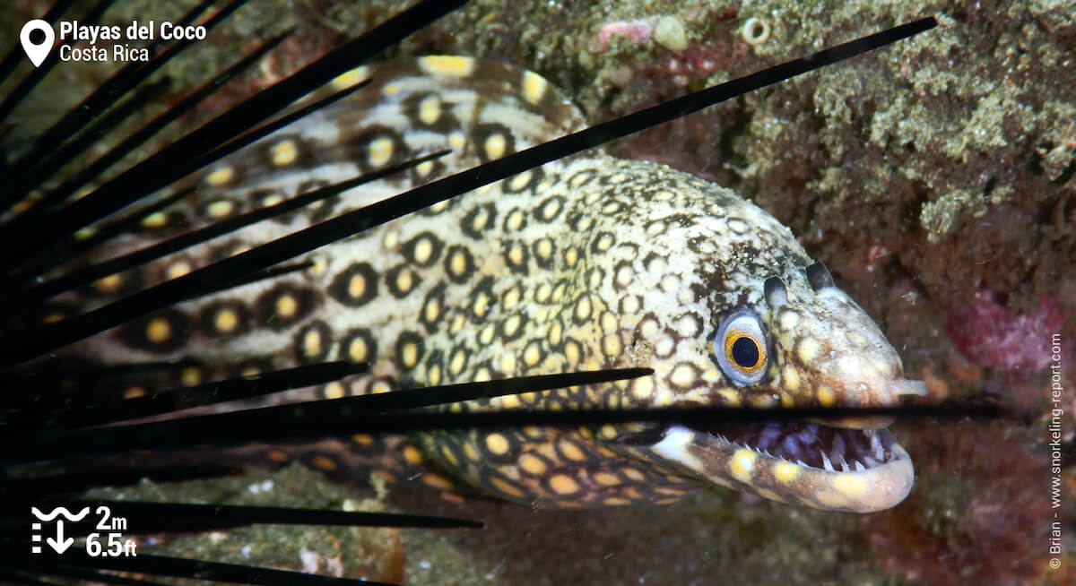 Jewel moray at Playas del Coco