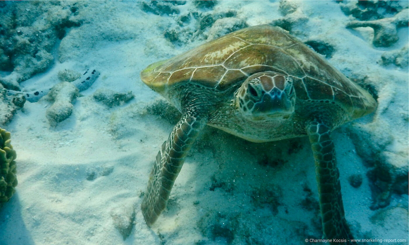 Green sea turtle resting on Lady Elliot Island reef flat