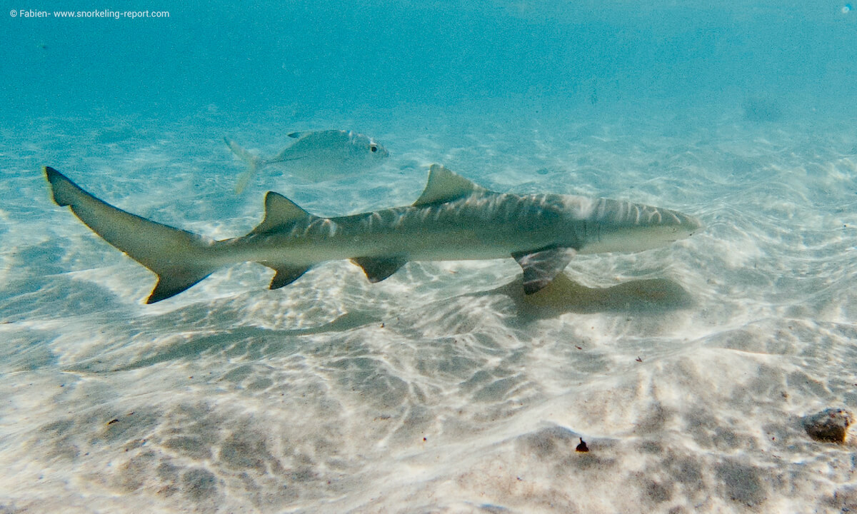 Lemon shark in Petite Terre, Guadeloupe