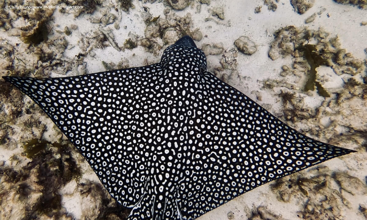Spotted eagle ray in Petite Terre