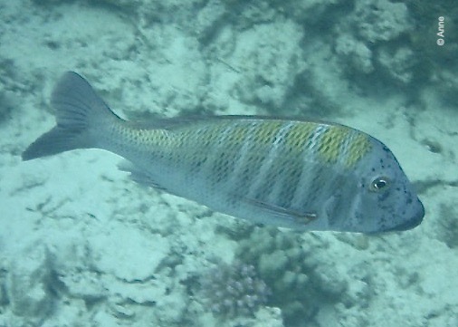 Lethrinus mahsena