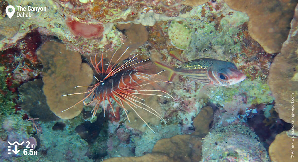 Lionfish and squirrelfish