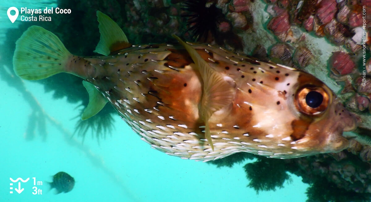 Longspine porcupinefish in Playas del Coco