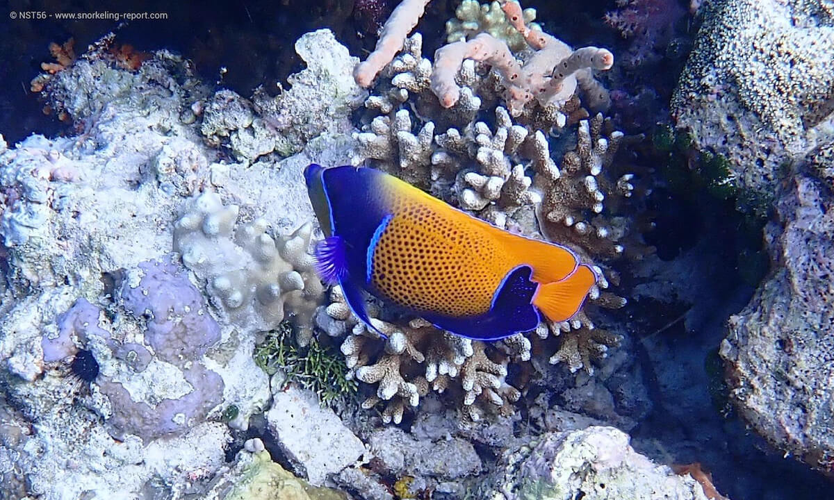 Majestic angelfish in Wakatobi