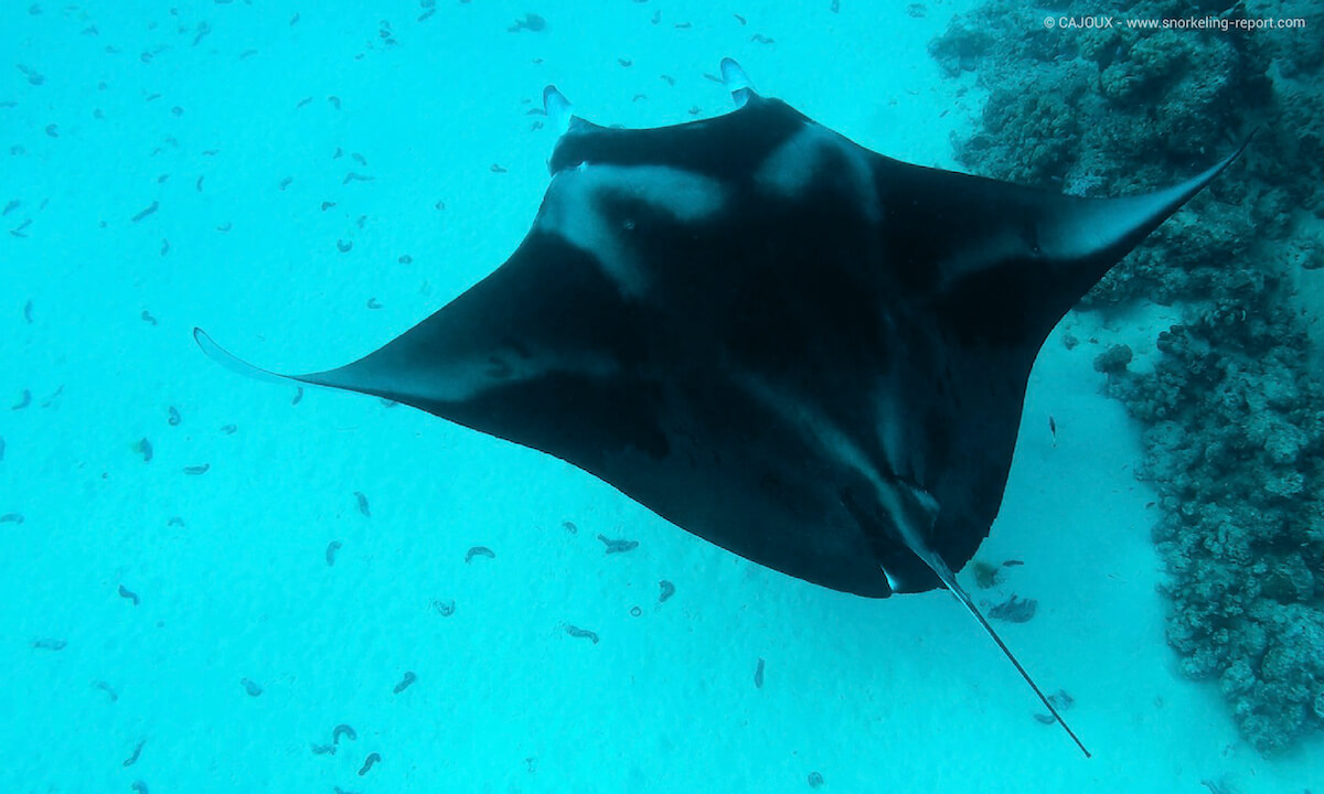 Manta ray in Maupiti