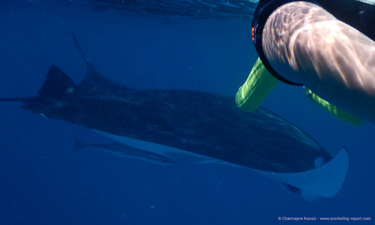 Snorkeler with manta ray at Lady Elliot Island