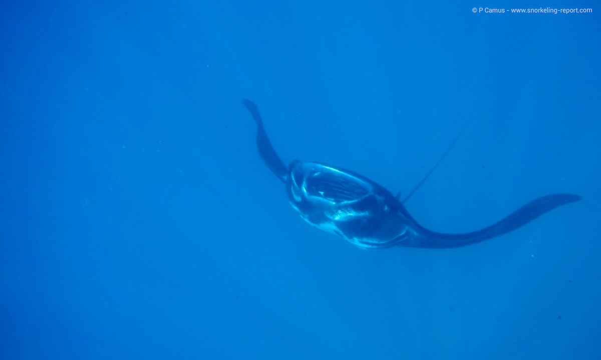 Manta ray in Fiji