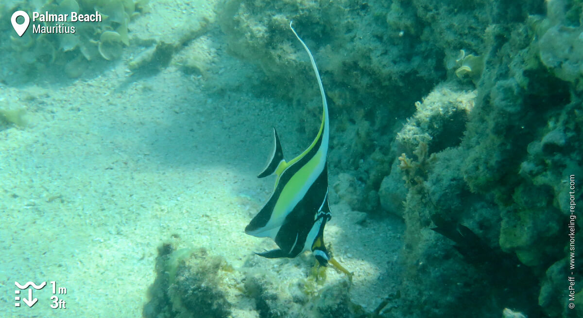 Snorkeling from shore in Palmar Beach | Snorkeling Mauritius