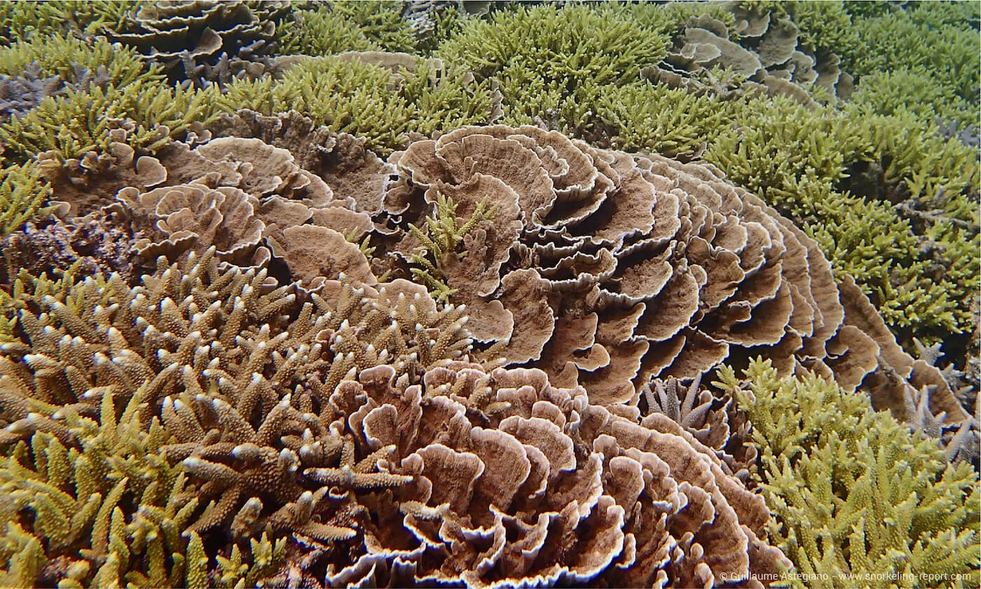 Coral reef at Aharen Beach, Okinawa