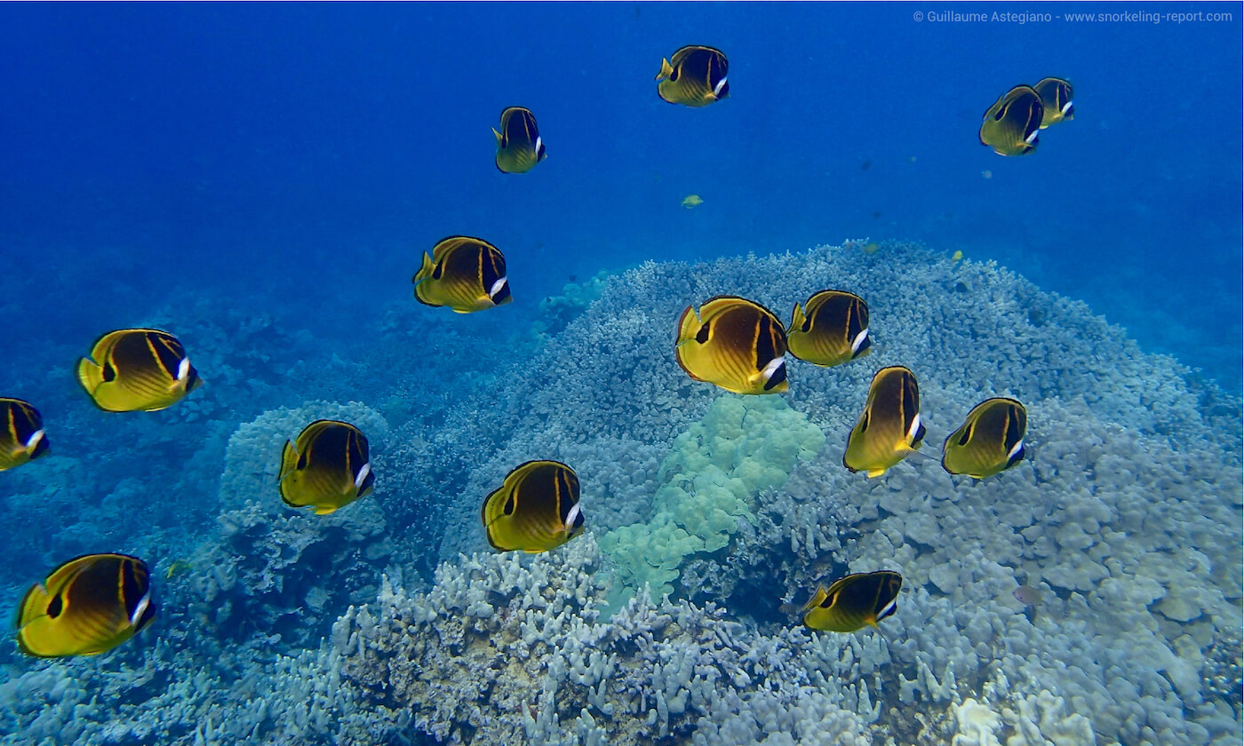 Coral reef at Captain Cook Monument