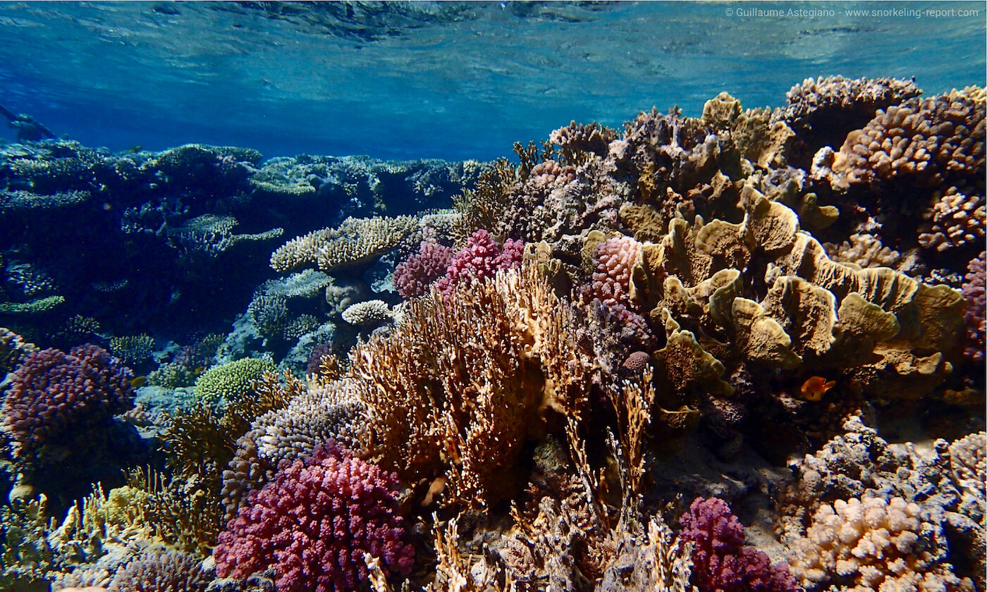 Gordon reef, Egypt