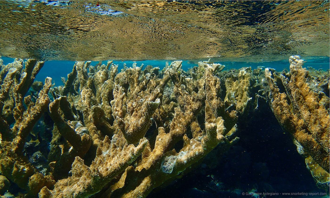Coral reef at Hol Chan Cut, Belize