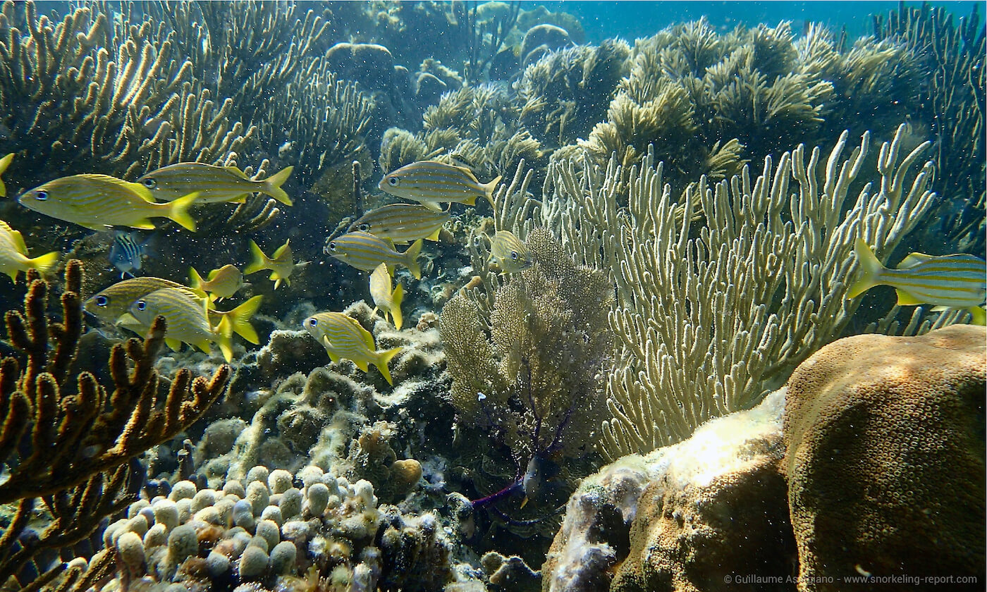 Coral reef at Puerto Morelos