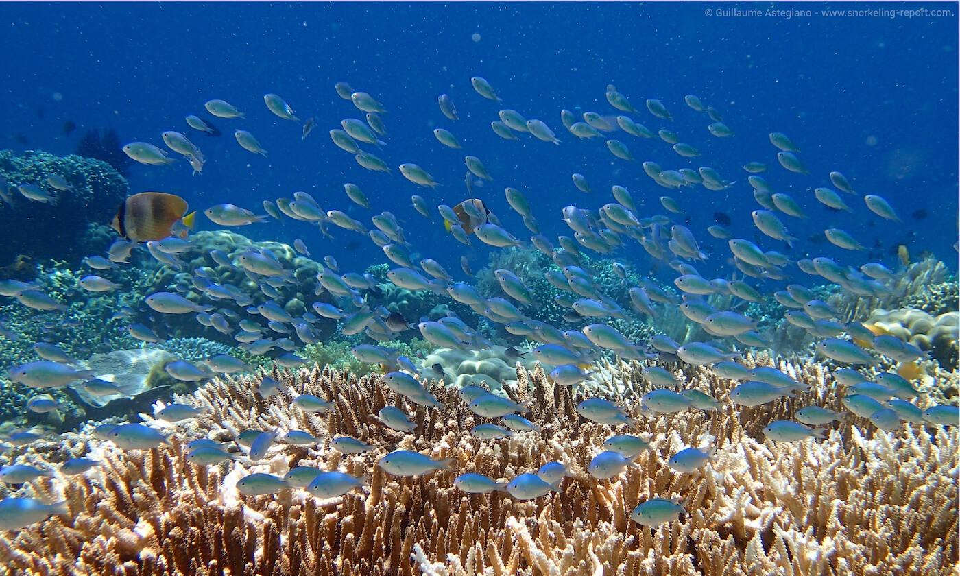 Coral reef in Siladen Island