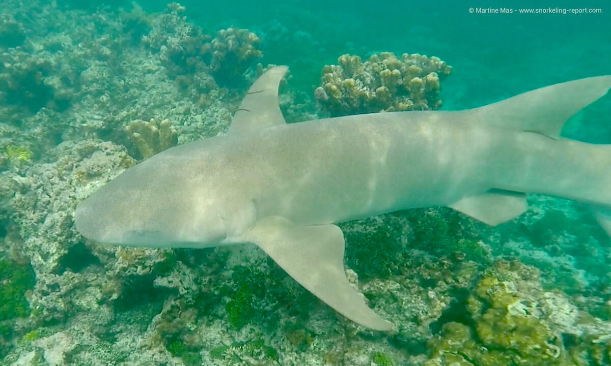 Nurse shark in Denis Island