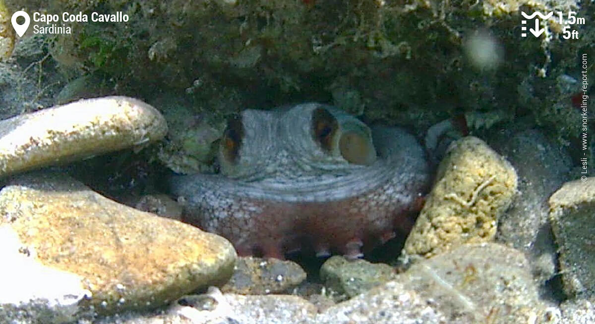 Octopus at Capo Coda Cavallo