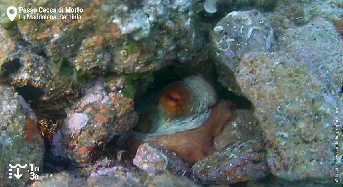 Octopus in La Maddalena