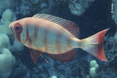 Priacanthus hamrur