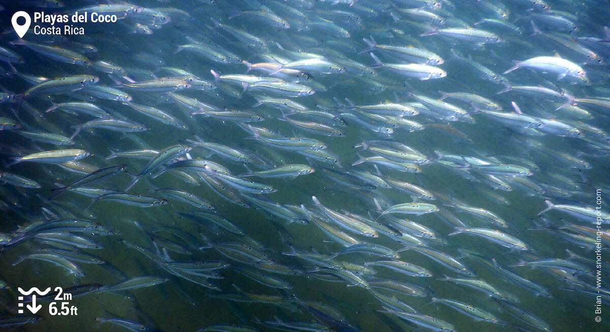 School of fish in Playas del Coco