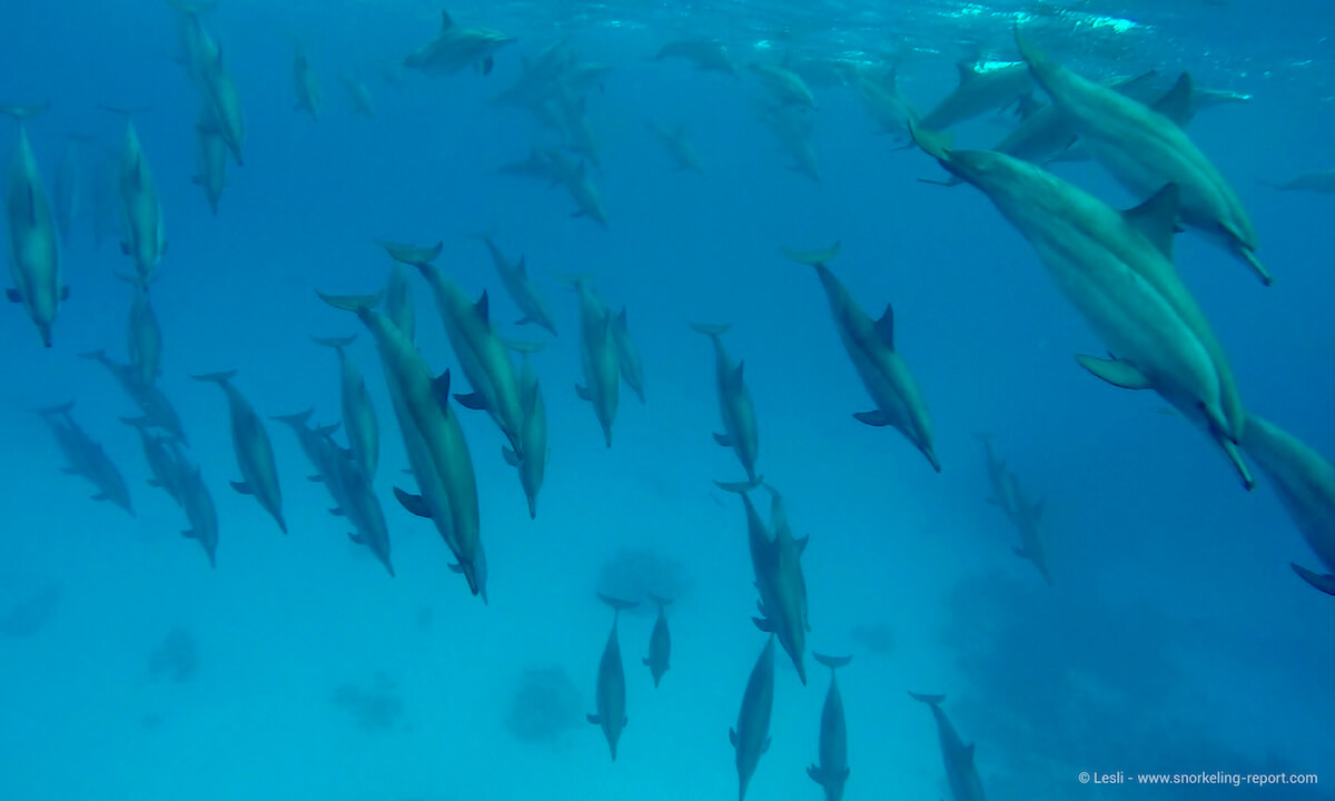 Pod of spinner dolphins at Samadai Reef, Egypt