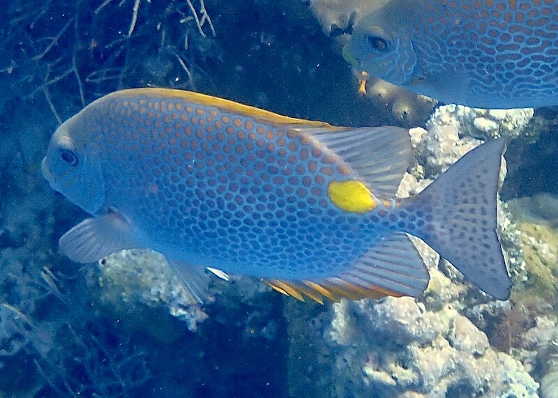 Siganus guttatus