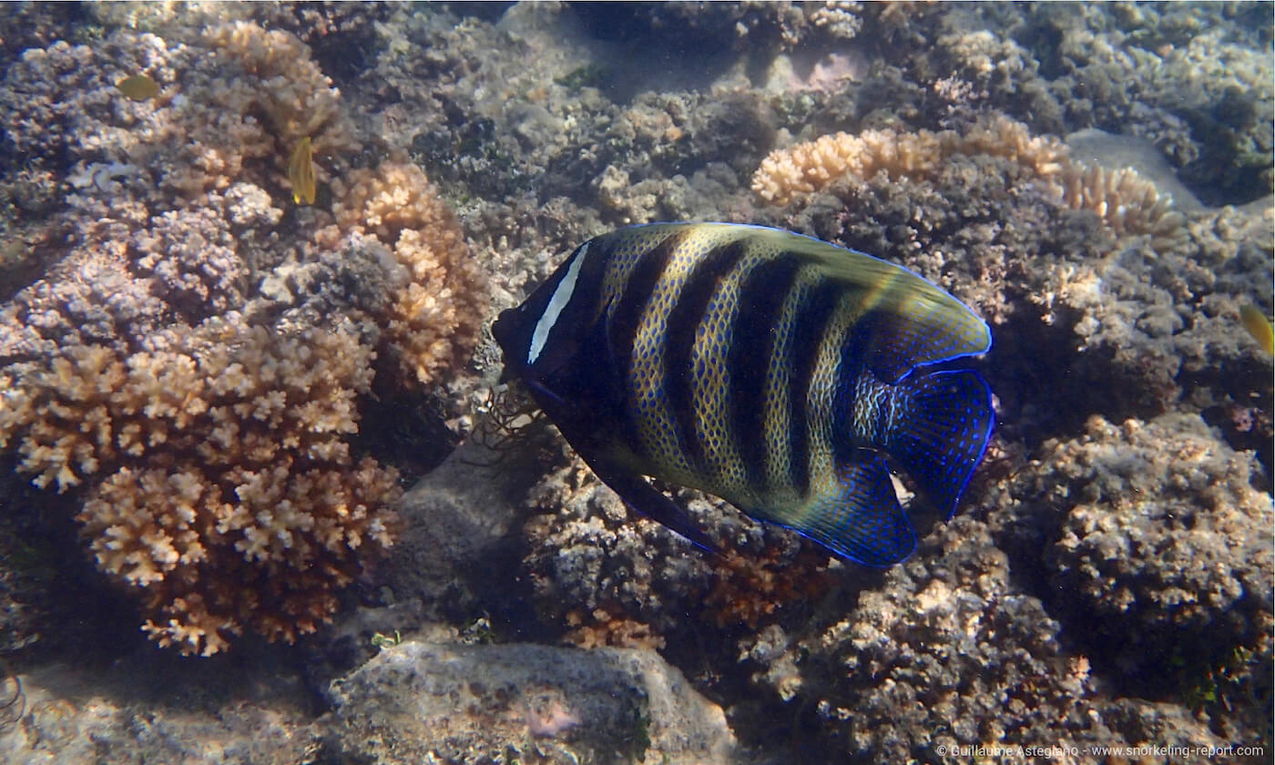 Sixbar angelfish in Green Island