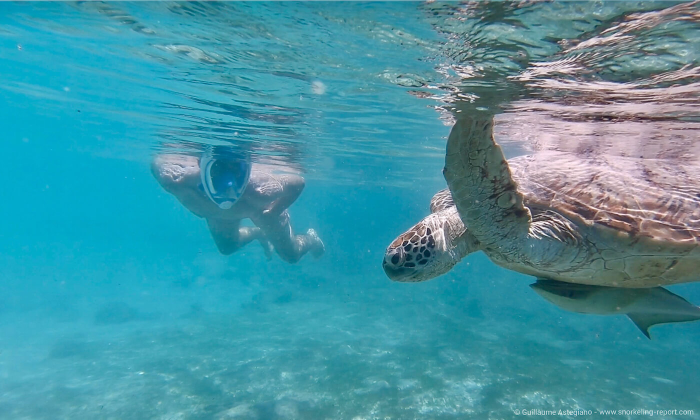 Turtle watching at Amedee Island, New Caledonia