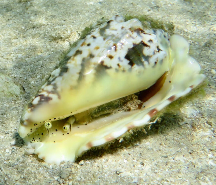 Plage de La Prairie