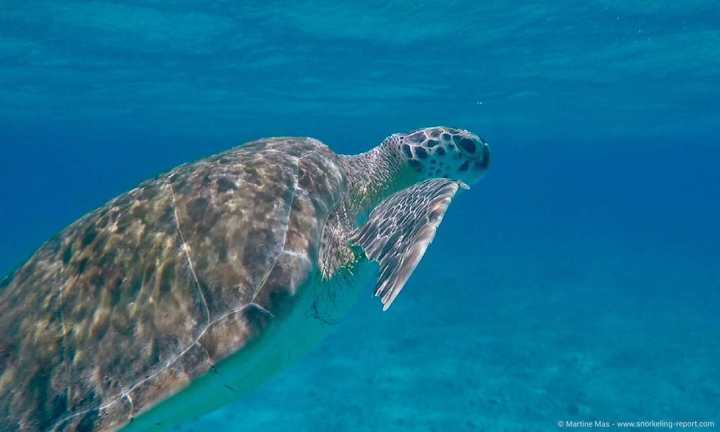 Green sea turtle in the Tobago Cays