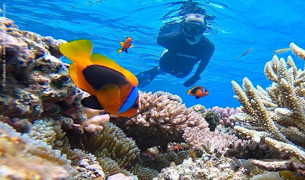 Snorkeler observing an anemonefish in New Caledonia