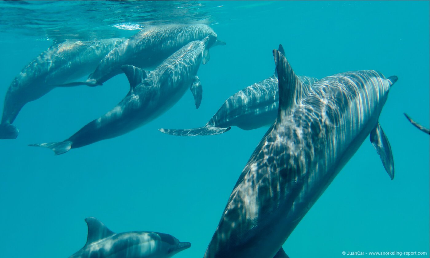 Pod of spinner dolphins at Sataya Reef, Egypt