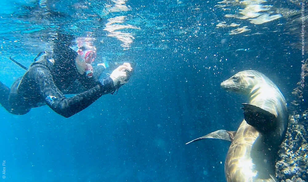 Snorkeler taking picture of a sea lion in the Galapagos Islands