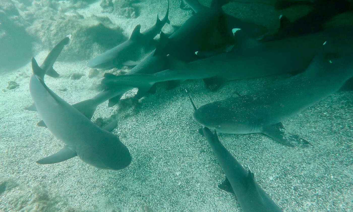 Whitetip sharks in Los Tuneles, Galapagos