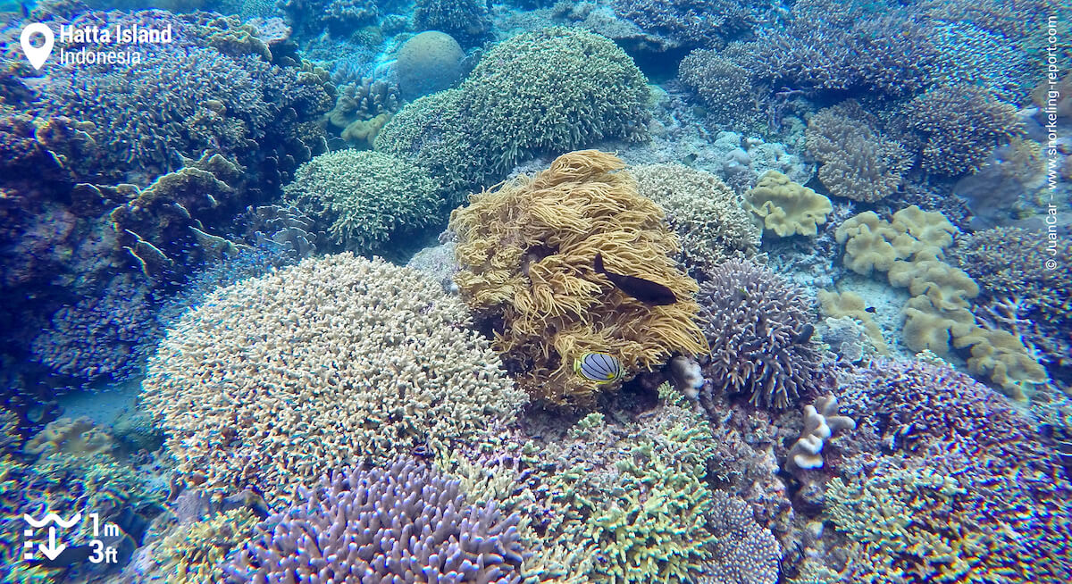 Soft coral cover in Hatta Island