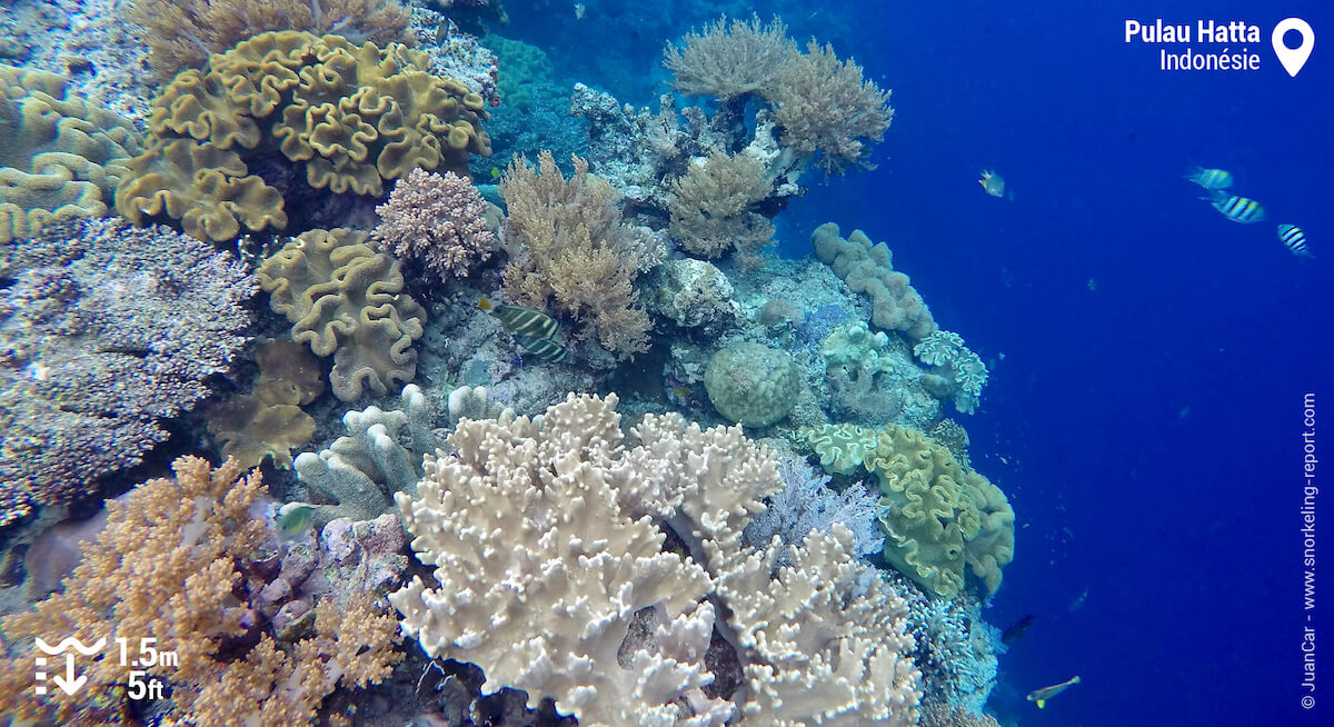 Le tombant récifal de Pulau Hatta