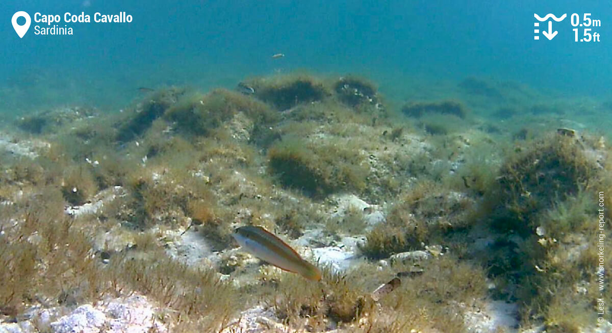 Snorkeling Capo Coda Cavallo