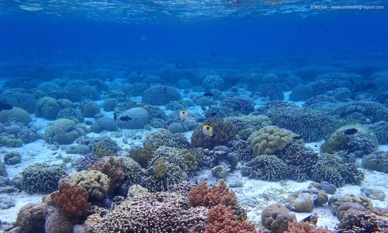 Top10 most beautiful coral reefs for snorkeling | Snorkeling Report