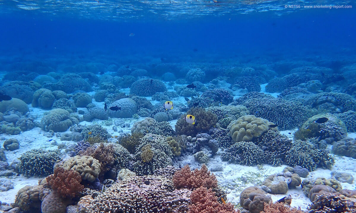 Coral reef at Wakatobi Dive Resort