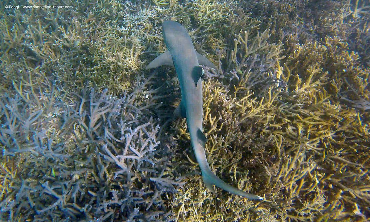 Whitetip at Îlot Signal